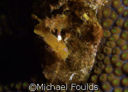 Juvenile Frogfish; barely saw it; D200 GC; jack mckenny's... by Michael Foulds 